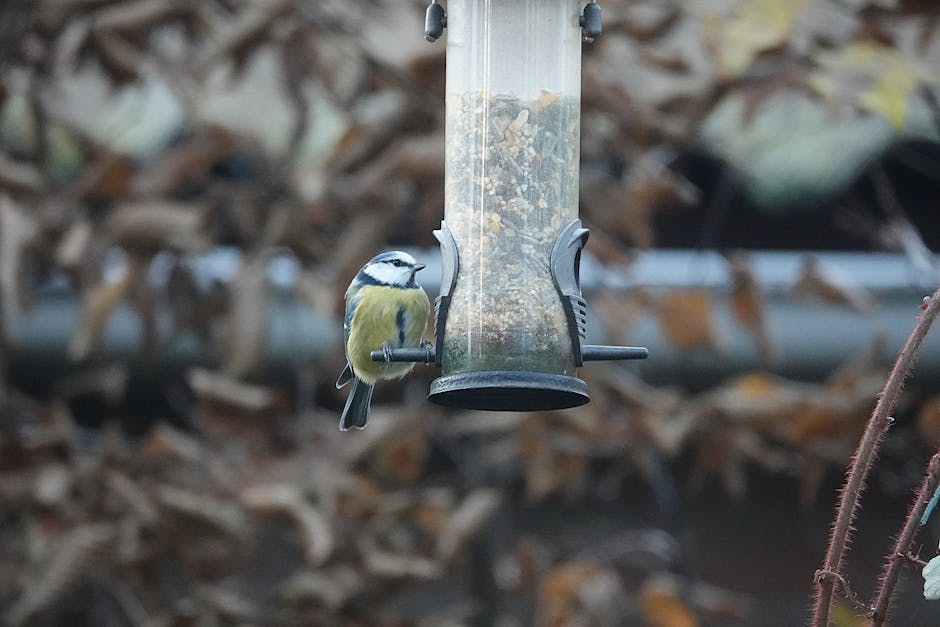 Bird Feeder For Mealworms