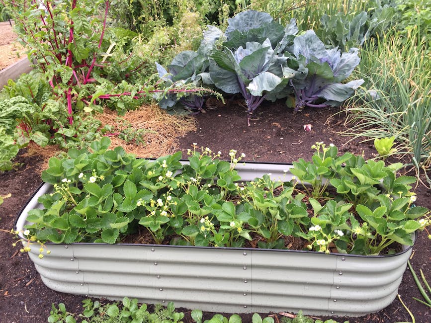 Metal Garden Beds Raised: Vego Garden vs VEGEGA